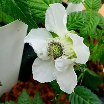 Amazon | 八重咲きバライチゴ 苗 3号 白花 バラ苗 木イチゴ